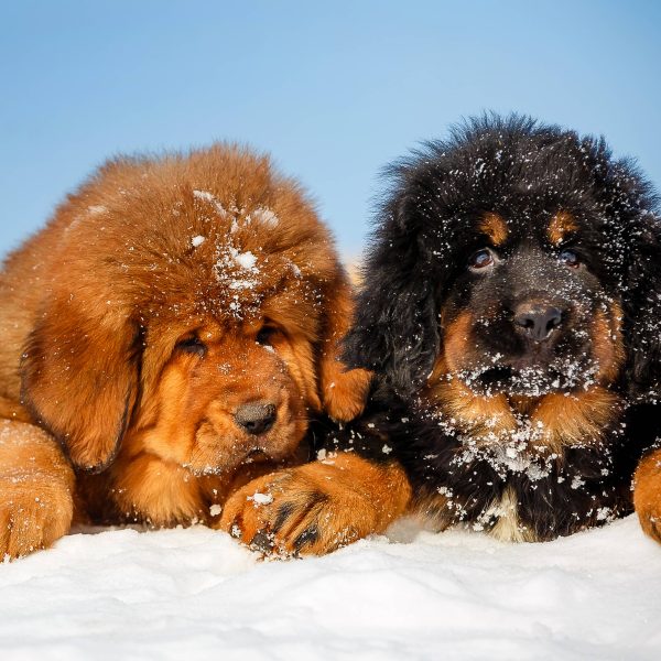 Largest best sale tibetan mastiff