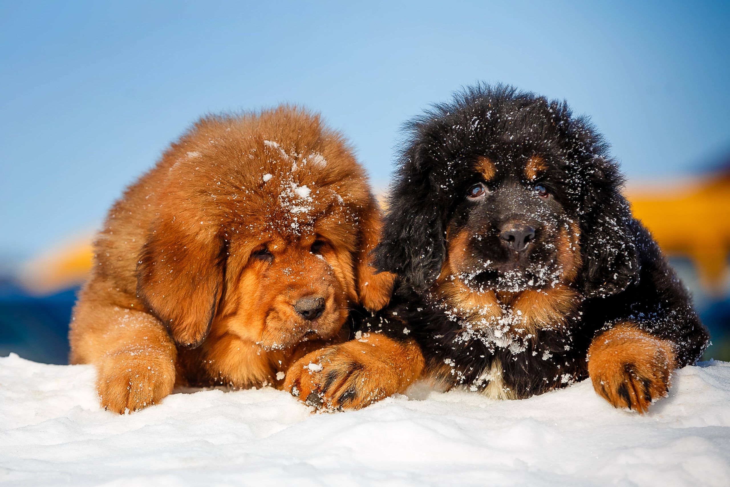 4 Facts About Tibetan Mastiffs | Greenfield Puppies
