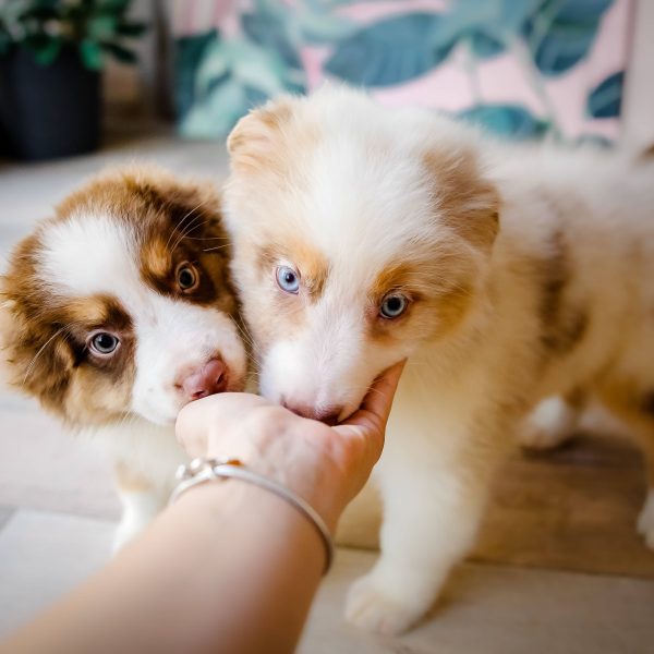 two aussie puppies sniffing a hand