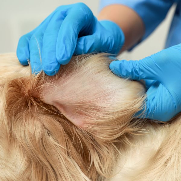 vet checking golden retriever's ear for ticks