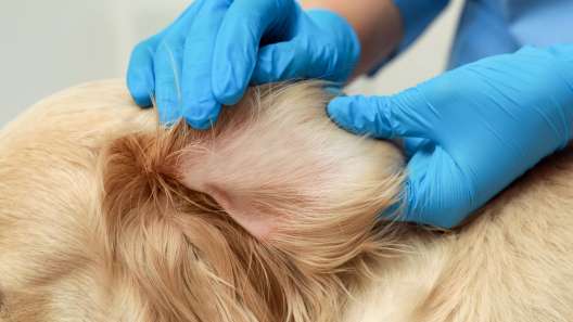 9 Places to Look for Ticks on Your Dog