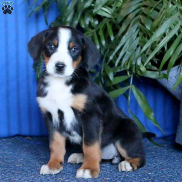Spice, Greater Swiss Mountain Dog Puppy