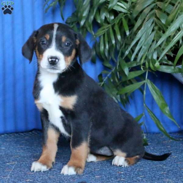 Sweets, Greater Swiss Mountain Dog Puppy