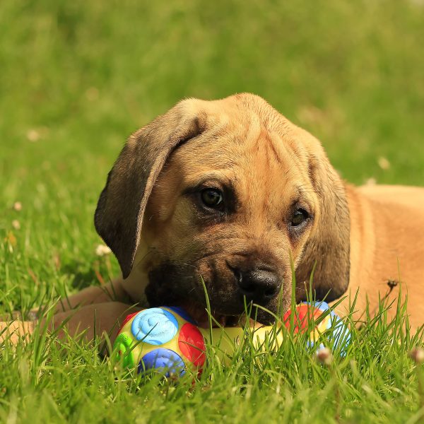 african boerboel puppy playing with a toy in the grass