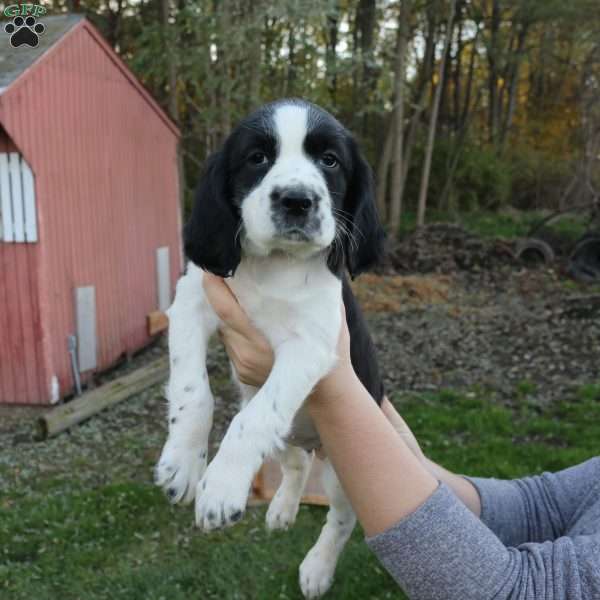 Bailey, English Springer Spaniel Puppy
