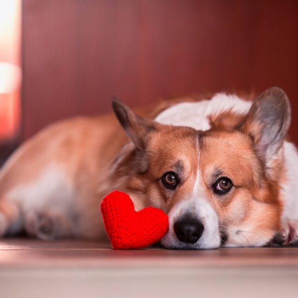 corgi lying on the floor next to a heart plushie