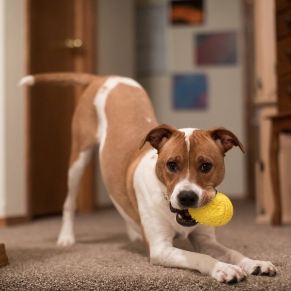 dog playing with a ball inside