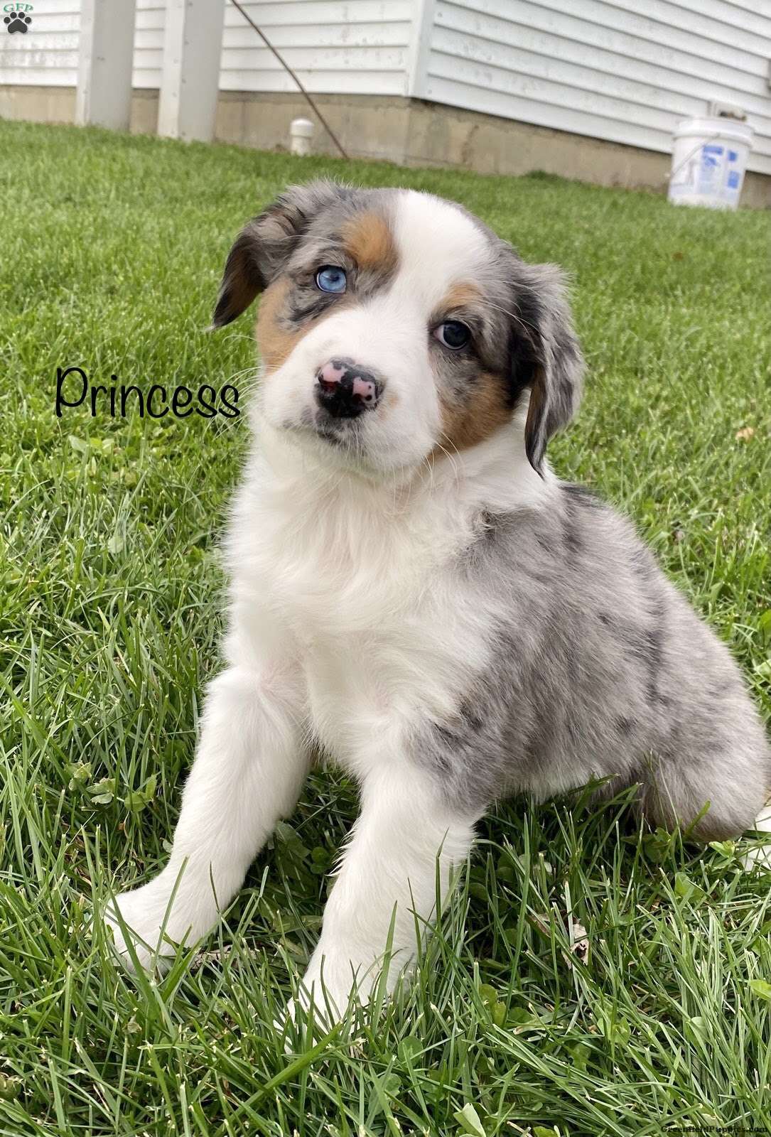 Princess - Australian Mountain Doodle Puppy For Sale in Indiana