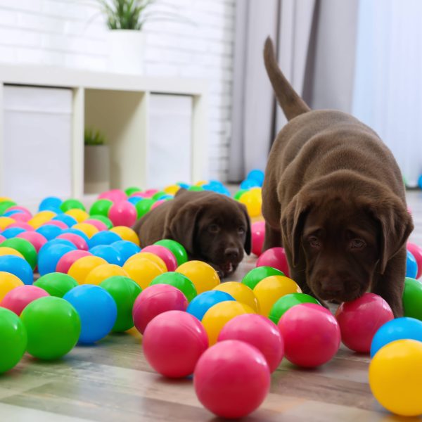 two chocolate lab puppies playing with colorful plastic balls