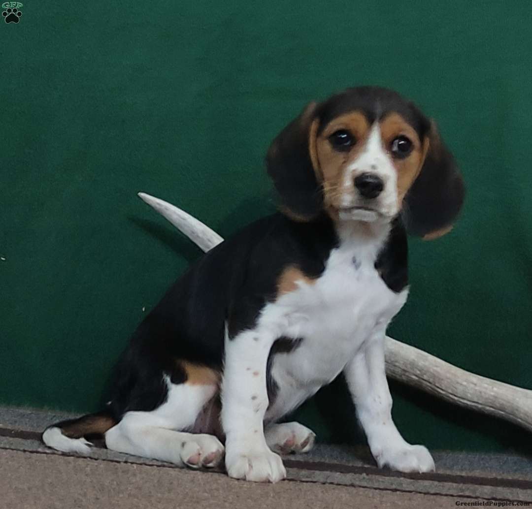 Cassandra - Beagle Mix Puppy For Sale in Colorado