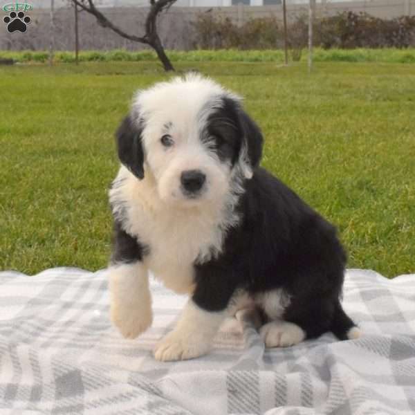 Old English Sheepdog Mix Puppy