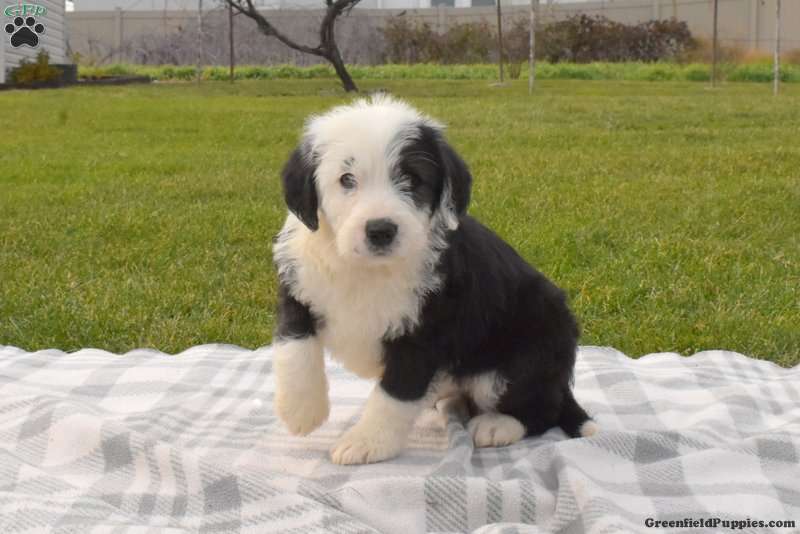 Old English Sheepdog Mix Puppies for Sale | Greenfield Puppies