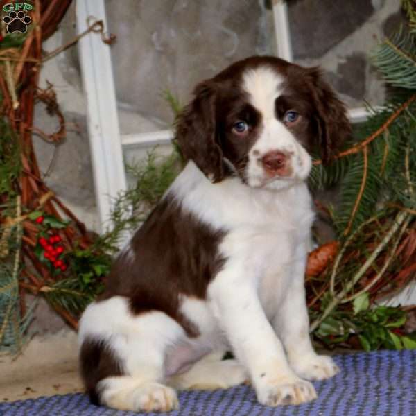 Rosie, English Springer Spaniel Puppy