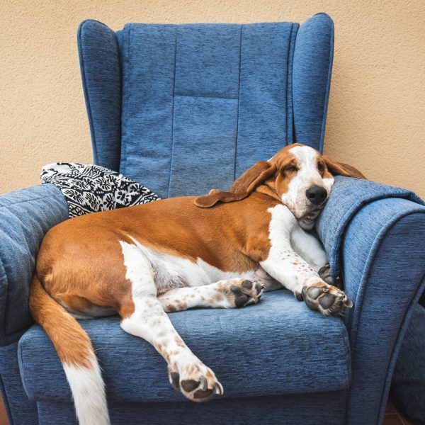 basset hound sleeping in a blue chair