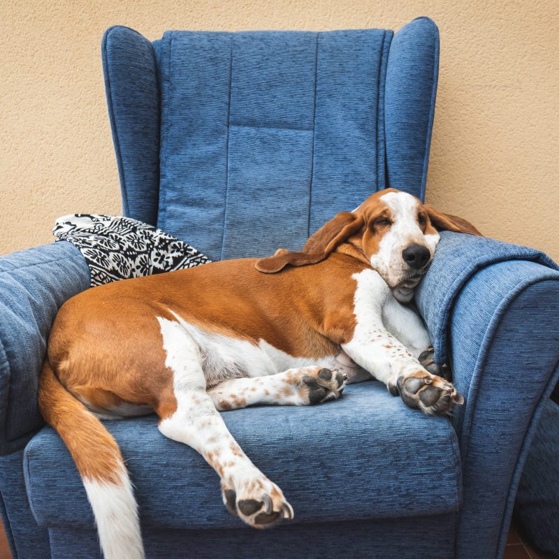 17 Laziest Dog Breeds That Are Couch Potato Dogs Greenfield Puppies