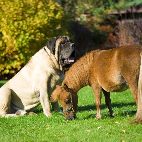 english mastiff sitting next to a mini horse