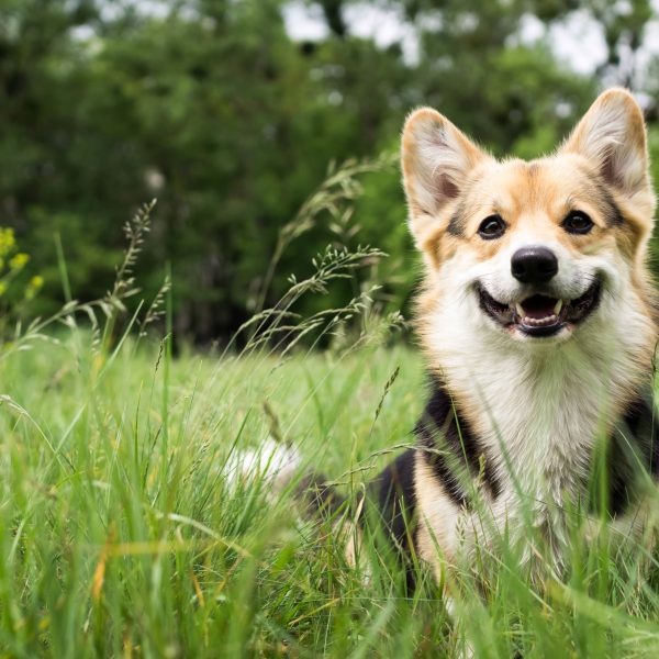 happy welsh corgi sitting in grass