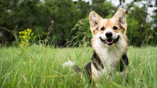 8 Signs Your Dog is Happy