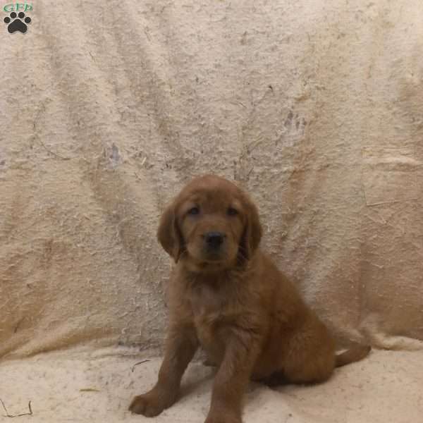 Chase, Golden Irish Puppy
