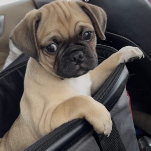 Wesley Beauchamp, View Puppies Breeder