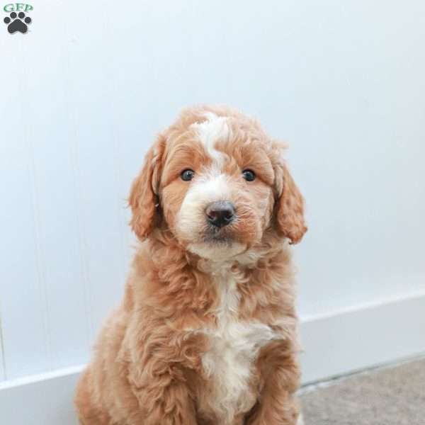 what is f2b goldendoodle