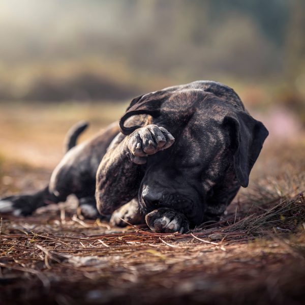 presa canario dog rubbing face with their paw