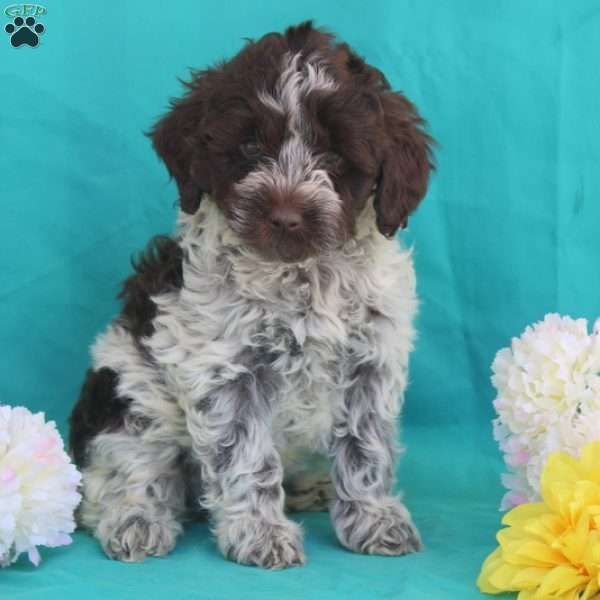 Beth, Portuguese Water Dog Mix Puppy
