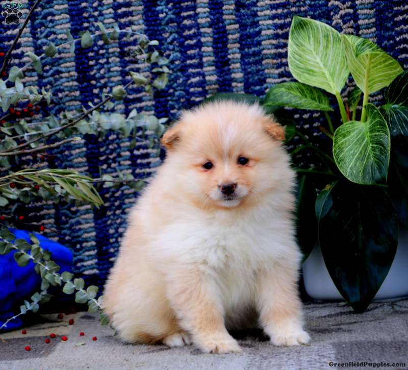 Luna - Pomimo Puppy For Sale in Pennsylvania