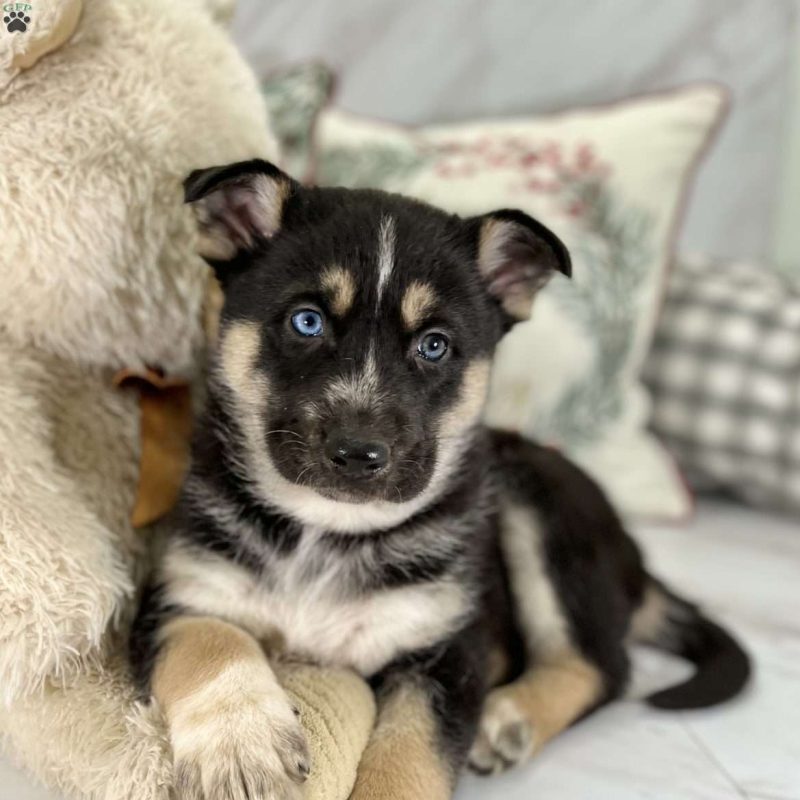 Shepsky Puppies for Sale Greenfield Puppies