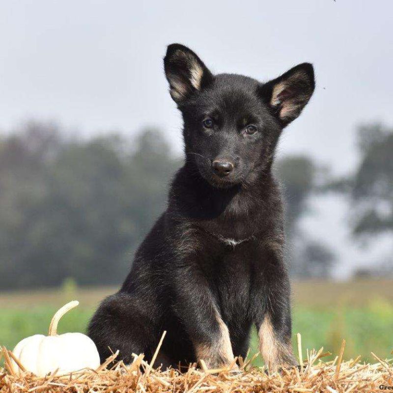 Shepsky Puppies for Sale Greenfield Puppies