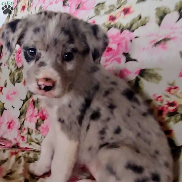 great dane australian shepherd mix