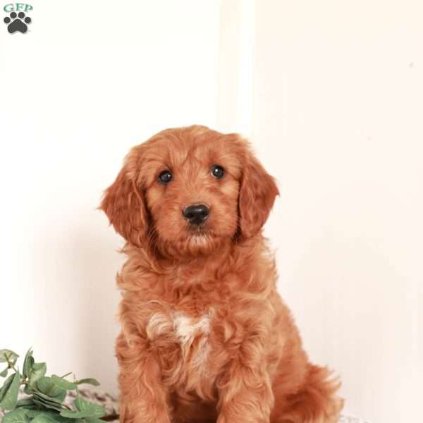 what is an f2b mini goldendoodle