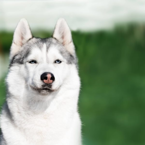 siberian husky squinting at the camera