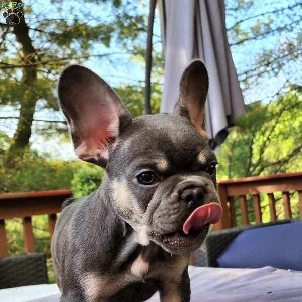 Tooty, French Bulldog Puppy