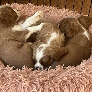 Mckenzie McCreary, View Puppies Breeder