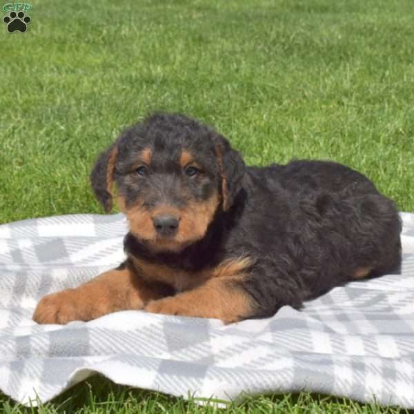 Piper, Airedale Terrier Puppy