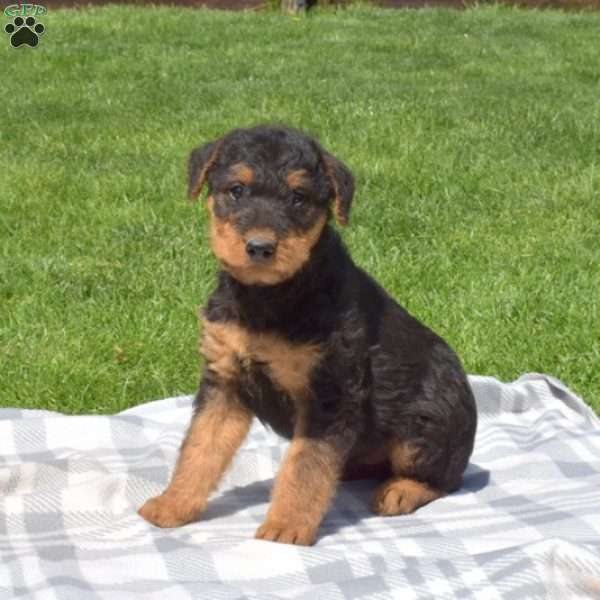 Prince, Airedale Terrier Puppy