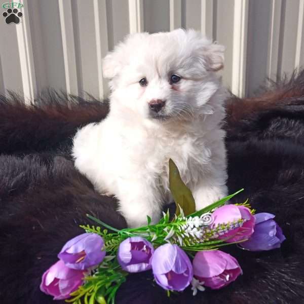 Rosy, American Eskimo Puppy