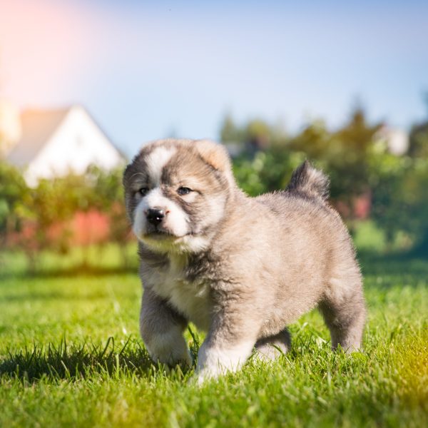 Central Asian Shepherd Puppy