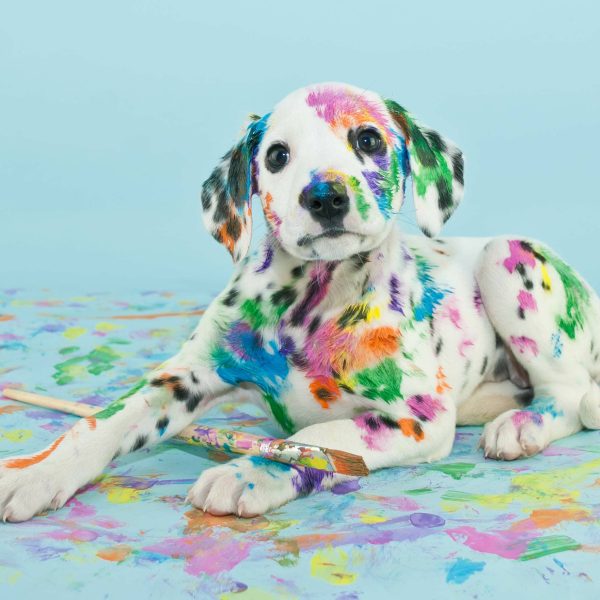 dalmatian puppy covered in paint with a paintbrush