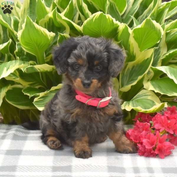 Honey, Dachshund Mix Puppy