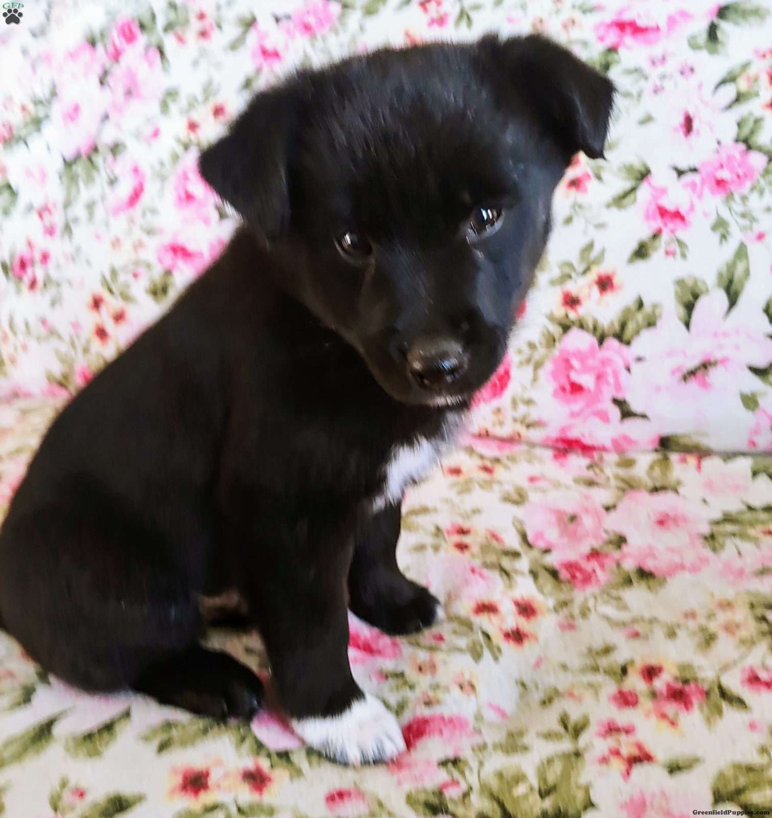 Katie - Schipperke Puppy For Sale in Ohio