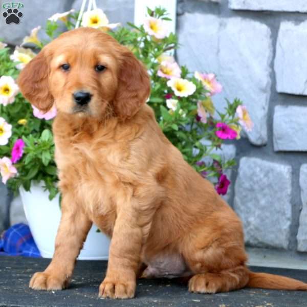 Reece, Golden Irish Puppy