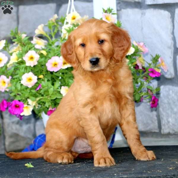 Rianna, Golden Irish Puppy