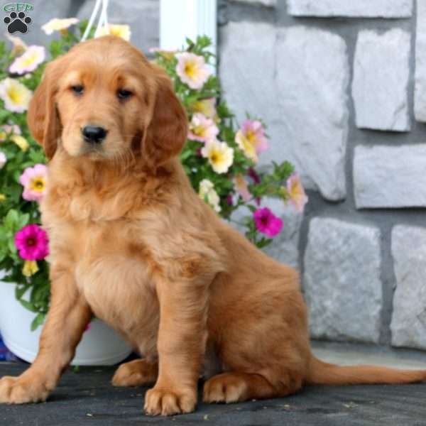 Riley, Golden Irish Puppy