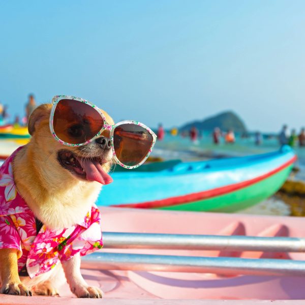 chihuahua in sunglasses at the beach