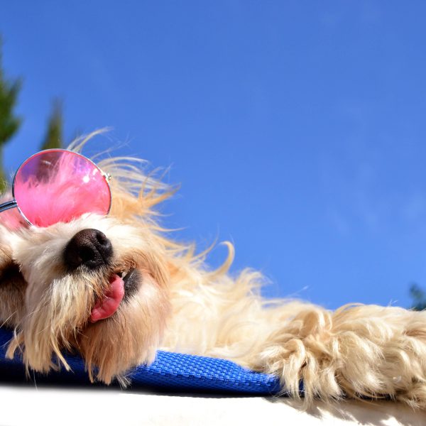 dog days of summer - small terrier sleeping in the sun wearing sunglasses