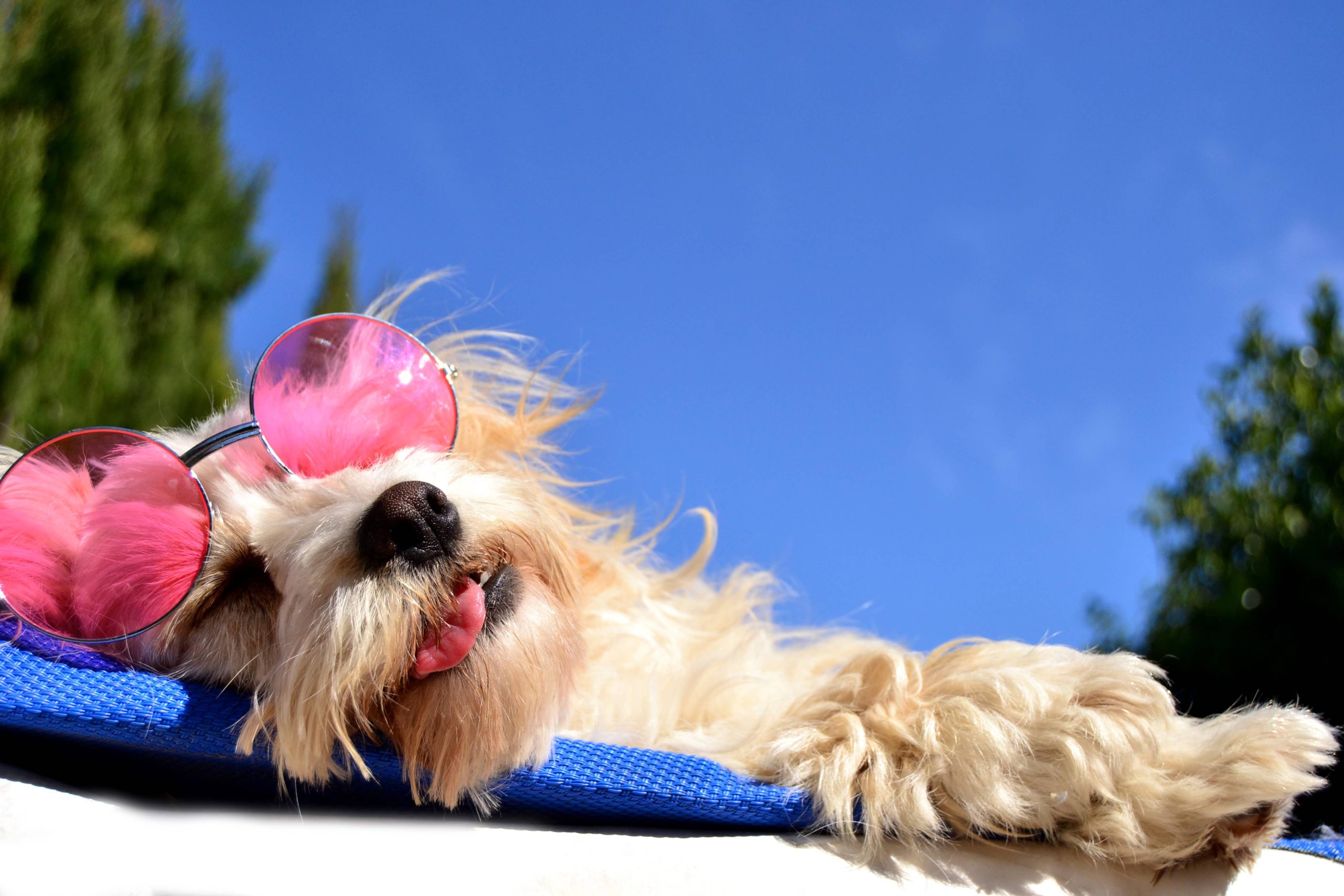 The Dogue Days of Summer