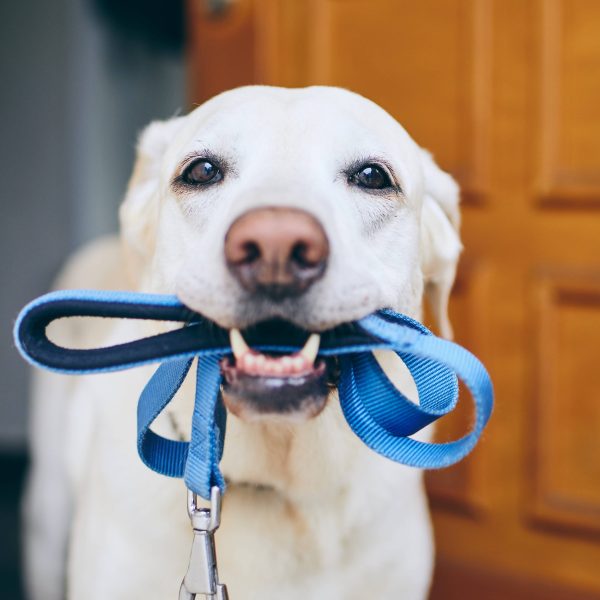 dog holding leash in its mouth waiting for a walk