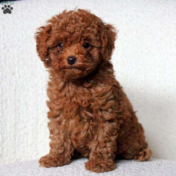 Carter, Toy Poodle Puppy